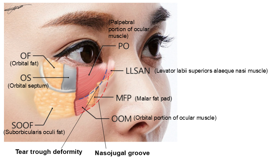 Anatomical structures
